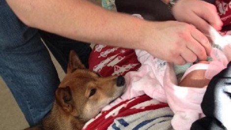 Η ιστορία που «έλιωσε» το Ιντερνετ: Σκύλος σε ρόλο φύλακα-άγγελου νεογέννητου -Κοιμάται μαζί του και δεν το αφήνει στιγμή από τα μάτια του [εικόνες] | iefimerida.gr 2