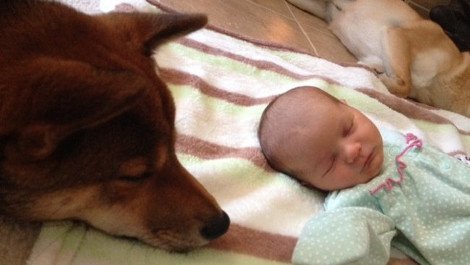 Η ιστορία που «έλιωσε» το Ιντερνετ: Σκύλος σε ρόλο φύλακα-άγγελου νεογέννητου -Κοιμάται μαζί του και δεν το αφήνει στιγμή από τα μάτια του [εικόνες] | iefimerida.gr 3