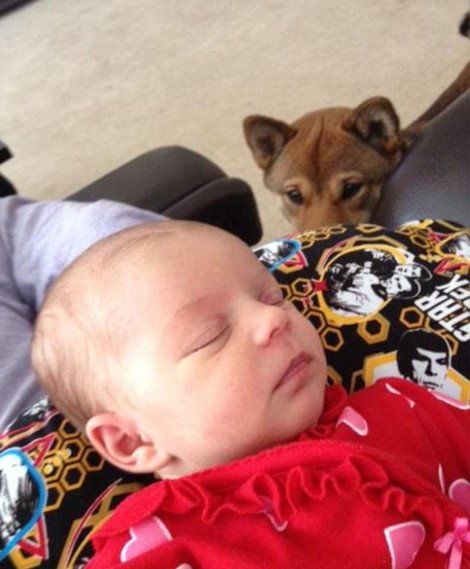 Η ιστορία που «έλιωσε» το Ιντερνετ: Σκύλος σε ρόλο φύλακα-άγγελου νεογέννητου -Κοιμάται μαζί του και δεν το αφήνει στιγμή από τα μάτια του [εικόνες] | iefimerida.gr 4