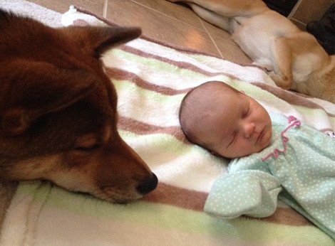 Η ιστορία που «έλιωσε» το Ιντερνετ: Σκύλος σε ρόλο φύλακα-άγγελου νεογέννητου -Κοιμάται μαζί του και δεν το αφήνει στιγμή από τα μάτια του [εικόνες] | iefimerida.gr 5