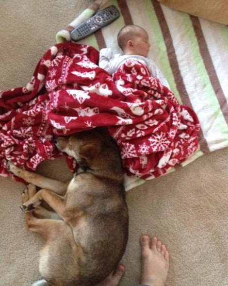 Η ιστορία που «έλιωσε» το Ιντερνετ: Σκύλος σε ρόλο φύλακα-άγγελου νεογέννητου -Κοιμάται μαζί του και δεν το αφήνει στιγμή από τα μάτια του [εικόνες] | iefimerida.gr 6