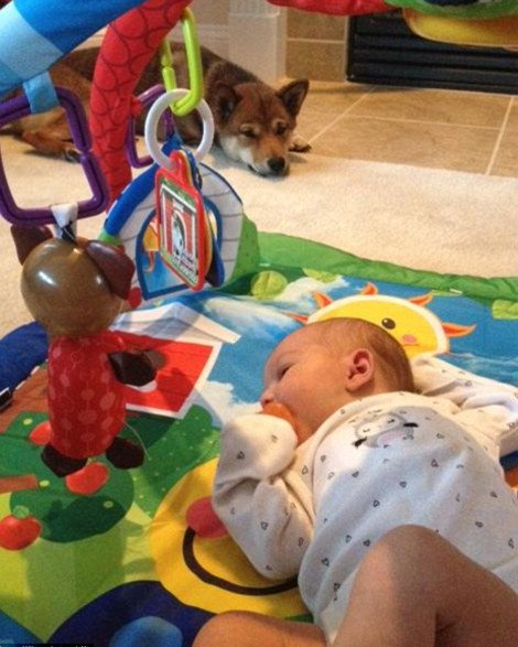 Η ιστορία που «έλιωσε» το Ιντερνετ: Σκύλος σε ρόλο φύλακα-άγγελου νεογέννητου -Κοιμάται μαζί του και δεν το αφήνει στιγμή από τα μάτια του [εικόνες] | iefimerida.gr 7