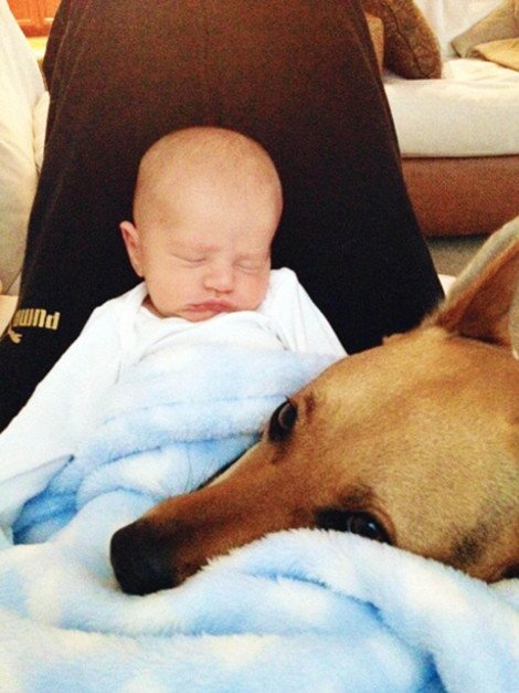 Η ιστορία αγάπης και σκανταλιάς που έλιωσε το Ιντερνετ -Το μωρό που έχει γίνει αχώριστο με τον τεράστιο σκύλο του [εικόνες] | iefimerida.gr 13