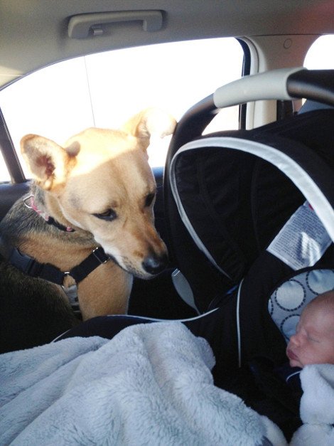 Η ιστορία αγάπης και σκανταλιάς που έλιωσε το Ιντερνετ -Το μωρό που έχει γίνει αχώριστο με τον τεράστιο σκύλο του [εικόνες] | iefimerida.gr 14