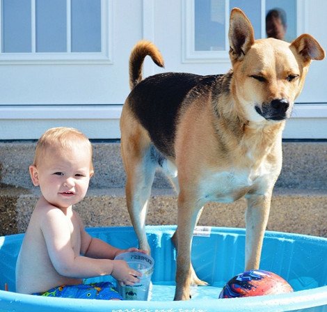 Η ιστορία αγάπης και σκανταλιάς που έλιωσε το Ιντερνετ -Το μωρό που έχει γίνει αχώριστο με τον τεράστιο σκύλο του [εικόνες] | iefimerida.gr 16
