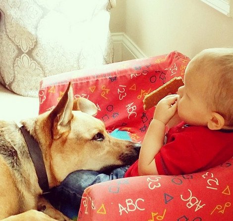 Η ιστορία αγάπης και σκανταλιάς που έλιωσε το Ιντερνετ -Το μωρό που έχει γίνει αχώριστο με τον τεράστιο σκύλο του [εικόνες] | iefimerida.gr 20