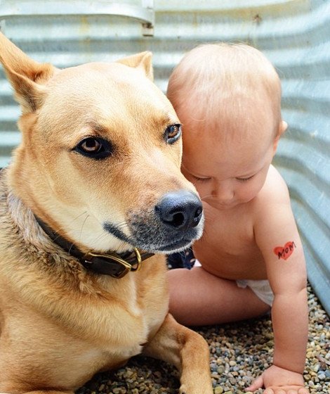 Η ιστορία αγάπης και σκανταλιάς που έλιωσε το Ιντερνετ -Το μωρό που έχει γίνει αχώριστο με τον τεράστιο σκύλο του [εικόνες] | iefimerida.gr 21