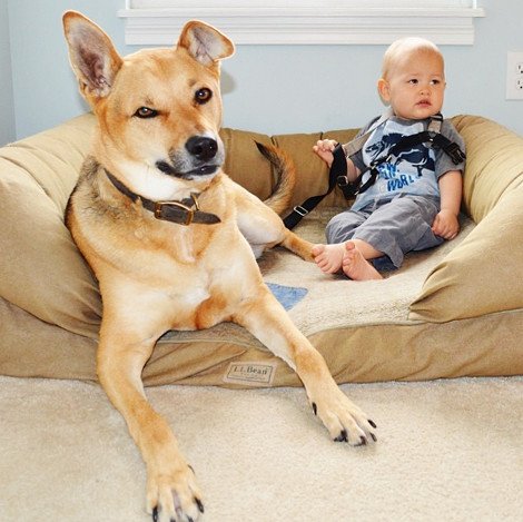 Η ιστορία αγάπης και σκανταλιάς που έλιωσε το Ιντερνετ -Το μωρό που έχει γίνει αχώριστο με τον τεράστιο σκύλο του [εικόνες] | iefimerida.gr 23