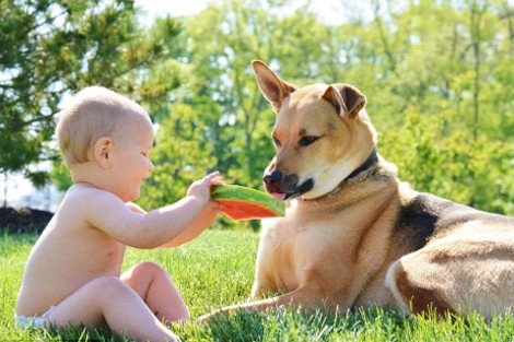 Η ιστορία αγάπης και σκανταλιάς που έλιωσε το Ιντερνετ -Το μωρό που έχει γίνει αχώριστο με τον τεράστιο σκύλο του [εικόνες] | iefimerida.gr 4