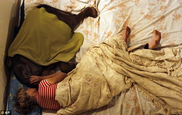 Γυναίκα υιοθέτησε ορφανό ελεφαντάκι και κοιμούνται μαζί [εικόνες] | iefimerida.gr 2