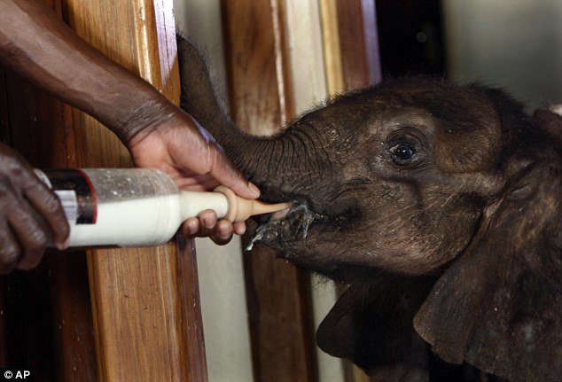 Γυναίκα υιοθέτησε ορφανό ελεφαντάκι και κοιμούνται μαζί [εικόνες] | iefimerida.gr 1