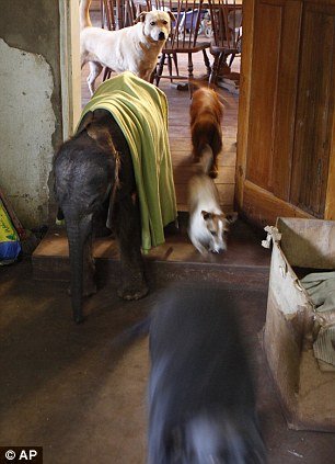 Γυναίκα υιοθέτησε ορφανό ελεφαντάκι και κοιμούνται μαζί [εικόνες] | iefimerida.gr 4