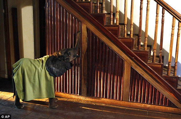 Γυναίκα υιοθέτησε ορφανό ελεφαντάκι και κοιμούνται μαζί [εικόνες] | iefimerida.gr 5