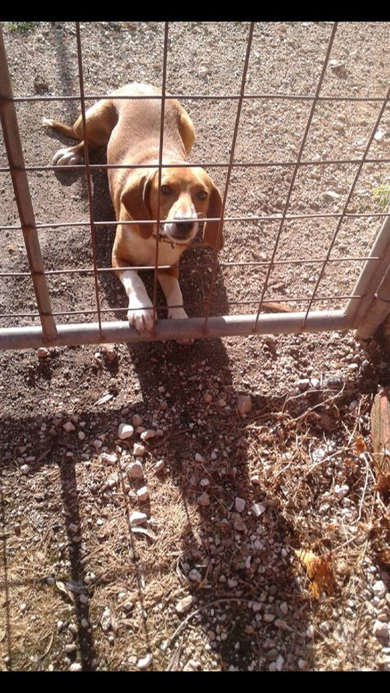 Θρίλερ με τον σκύλο που κακοποίησαν οι φαντάροι -Αγνωστο εάν ζει [εικόνες] | iefimerida.gr 2