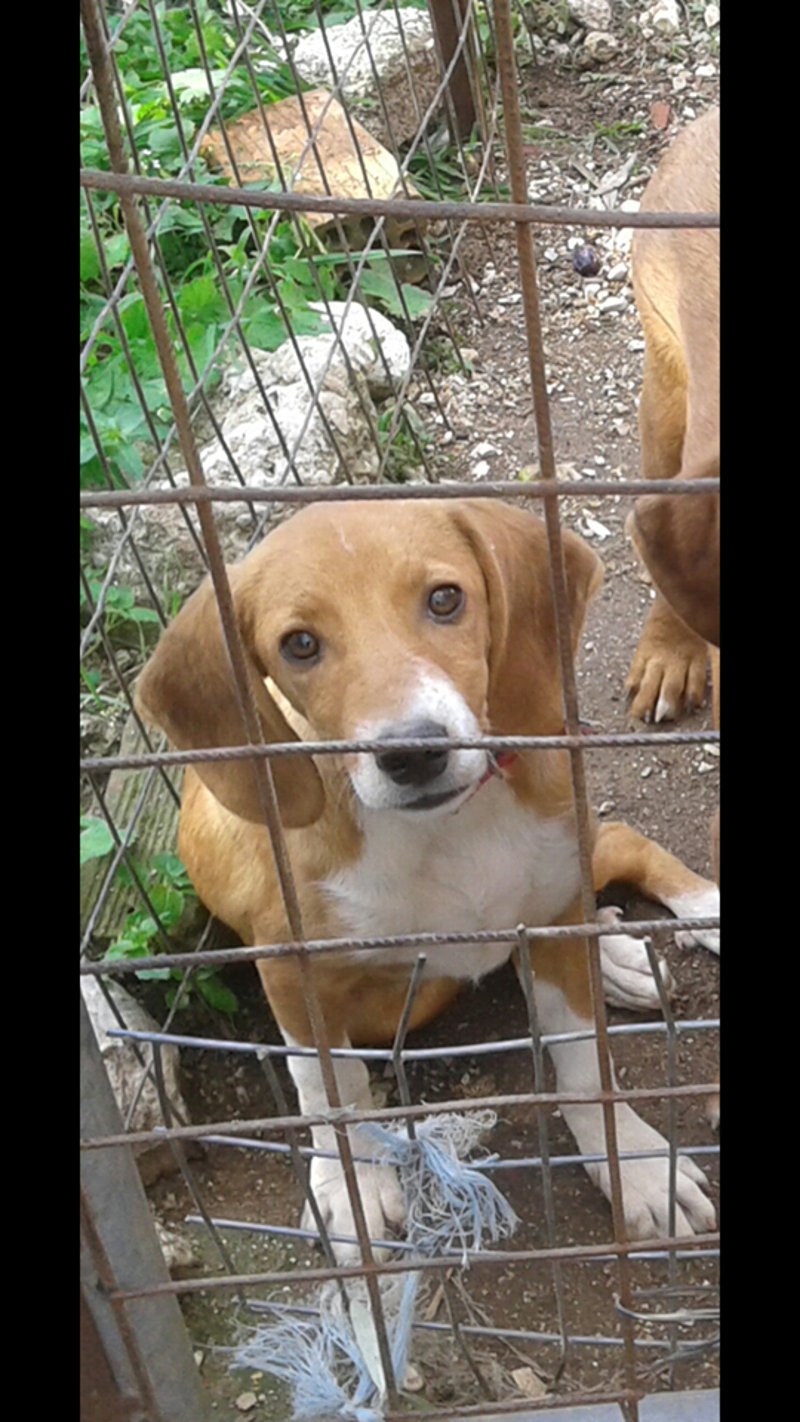 Θρίλερ με τον σκύλο που κακοποίησαν οι φαντάροι -Αγνωστο εάν ζει [εικόνες] | iefimerida.gr 1