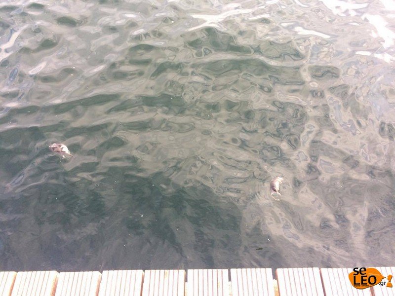 Αποκρουστικό: Νεκρά ποντίκια επιπλέουν στο Θερμαϊκό [εικόνες] | iefimerida.gr 0