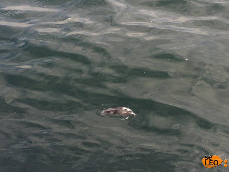 Αποκρουστικό: Νεκρά ποντίκια επιπλέουν στο Θερμαϊκό [εικόνες] | iefimerida.gr 1