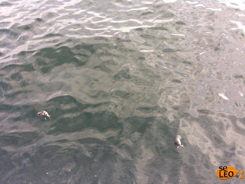 Αποκρουστικό: Νεκρά ποντίκια επιπλέουν στο Θερμαϊκό [εικόνες] | iefimerida.gr 2