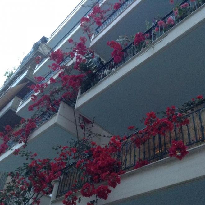 Μπουκαμβίλια viral: Απλώνεται σε 8 μπαλκόνια! [εικόνες] | iefimerida.gr 0