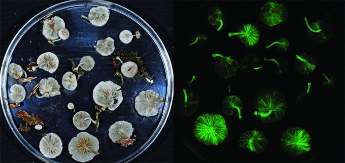 Φωσφοριζέ μανιτάρια και φυτό - τουαλέτα βρέθηκαν στο Βόρνεο της Ασίας [εικόνες] | iefimerida.gr 4