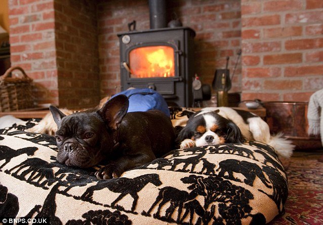 Oι εγγλέζοι είναι τρελοί: Ενας πύργος ειδικά για σκύλους[φωτό+βίντεο] | iefimerida.gr 2