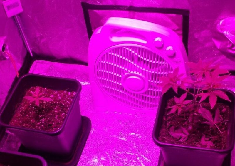 Θεσσαλονίκη: Είχε εργαστήριο υδροπονικής κάνναβης στην ντουλάπα του [εικόνα & βίντεο] | iefimerida.gr 0