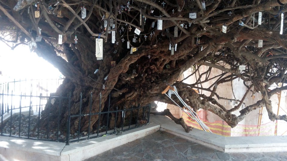 Τα δέντρα-μνημεία της Ελλάδας: Χώρεσαν μέσα τους εκκλησίες, είναι χιλιάδων ετών [εικόνες] | iefimerida.gr 3