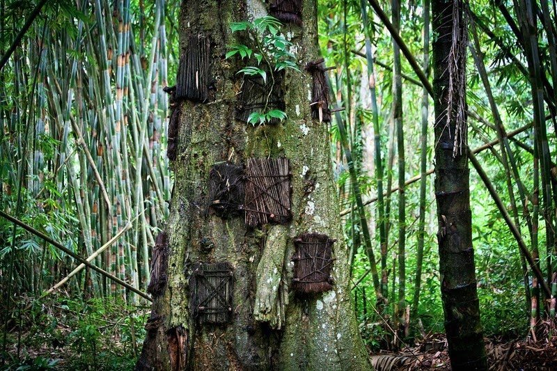 Νεκρά βρέφη σε κουφάλες δέντρων και ζόμπι που περιφέρονται στο χωριό - Ενα παράξενο θρησκευτικό έθιμο [εικόνες]  | iefimerida.gr 9