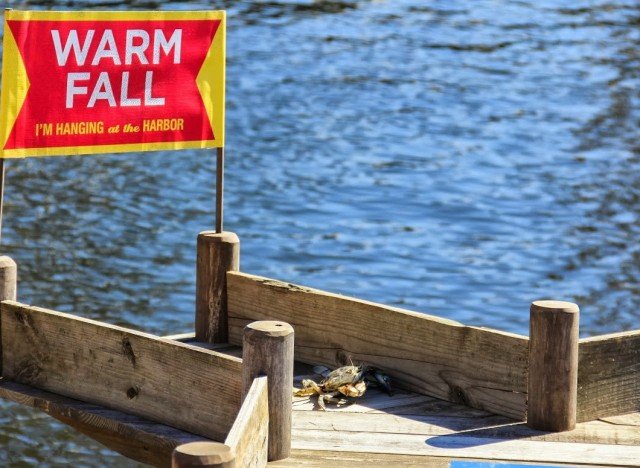 Κάβουρας που προβλέπει τον καιρό έχει γίνει η νέα μασκότ της Βαλτιμόρης [εικόνα] | iefimerida.gr 0