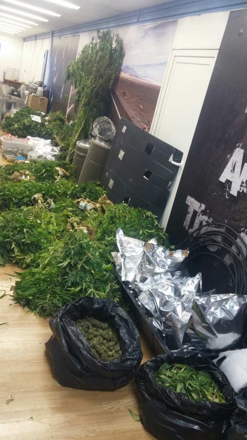 Εγκληματική οργάνωση καλλιεργούσε και διακινούσε μεγάλες ποσότητες κάνναβης [εικόνες] | iefimerida.gr 0