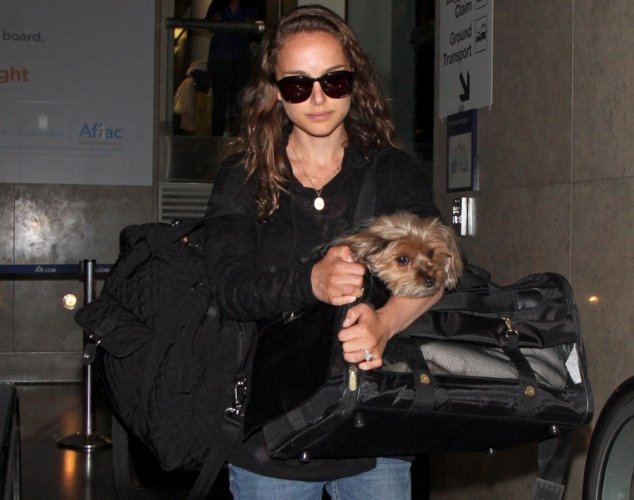 Τα τετράποδα «μωρά» των σταρ - Πιστοί φίλοι ή χνουδωτά αξεσουάρ; [εικόνες] | iefimerida.gr 7