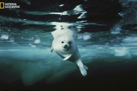 Οι κορυφαίες των κορυφαίων -Οι καλύτερες φωτογραφίες που έχουν δημοσιευθεί στο National Geographic τα τελευταία  125 χρόνια [εικόνες] | iefimerida.gr 0