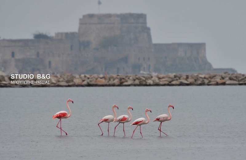 Οι έντονες καιρικές συνθήκες οδηγούν πολλά μεταναστευτικά πτηνά σε ασφαλή μέρη για ξεκούραση