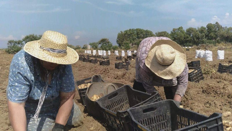 Στη Νάξο ακονίζουν μαχαίρια και καθαρίζουν πατάτες -Ετοιμοι να μπουν στο βιβλίο των ρεκόρ Γκίνες [εικόνες & βίντεο] | iefimerida.gr 2