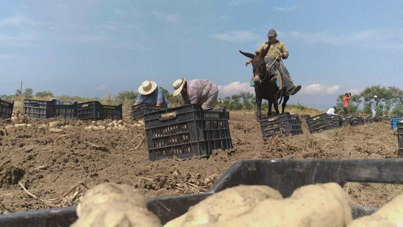 Στη Νάξο ακονίζουν μαχαίρια και καθαρίζουν πατάτες -Ετοιμοι να μπουν στο βιβλίο των ρεκόρ Γκίνες [εικόνες & βίντεο] | iefimerida.gr 0