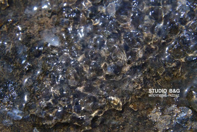 Ναύπλιο: Παραλία γέμισε από περίεργο υλικό που αναστάτωσε τους λουόμενους [εικόνες] | iefimerida.gr 3