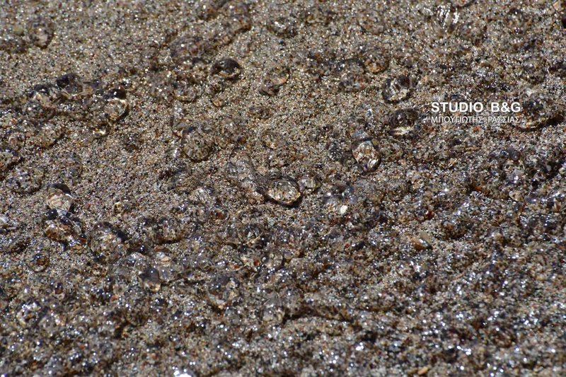 Ναύπλιο: Παραλία γέμισε από περίεργο υλικό που αναστάτωσε τους λουόμενους [εικόνες] | iefimerida.gr 4