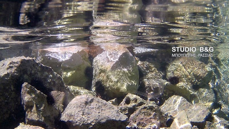 Ναύπλιο: Παραλία γέμισε από περίεργο υλικό που αναστάτωσε τους λουόμενους [εικόνες] | iefimerida.gr 5