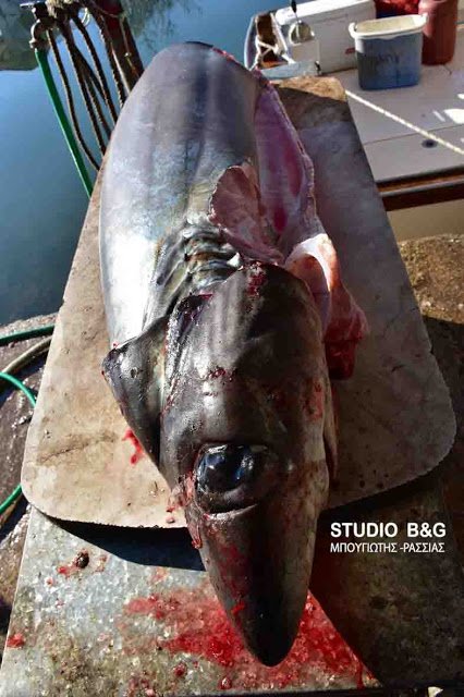 Καρχαρίες στον Αργολικό -Μέσα σε δύο ημέρες «έβγαλαν» δύο [εικόνες & βίντεο] | iefimerida.gr 0