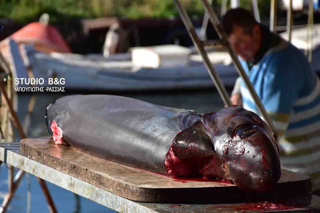 Καρχαρίες στον Αργολικό -Μέσα σε δύο ημέρες «έβγαλαν» δύο [εικόνες & βίντεο] | iefimerida.gr 2