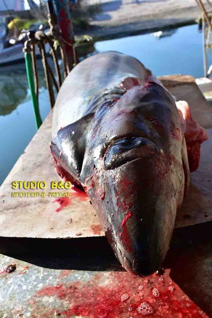Καρχαρίες στον Αργολικό -Μέσα σε δύο ημέρες «έβγαλαν» δύο [εικόνες & βίντεο] | iefimerida.gr 5