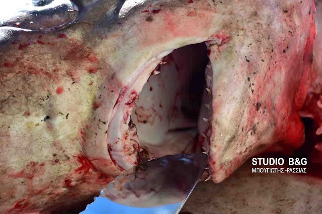 Καρχαρίες στον Αργολικό -Μέσα σε δύο ημέρες «έβγαλαν» δύο [εικόνες & βίντεο] | iefimerida.gr 3