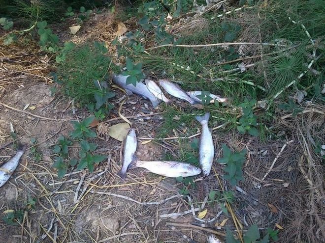 Άλλαξαν τη ροή του Ασωπού για να ποτίσουν τα περιβόλια και προκάλεσαν ανυπολόγιστη ζημιά [εικόνες] | iefimerida.gr 1