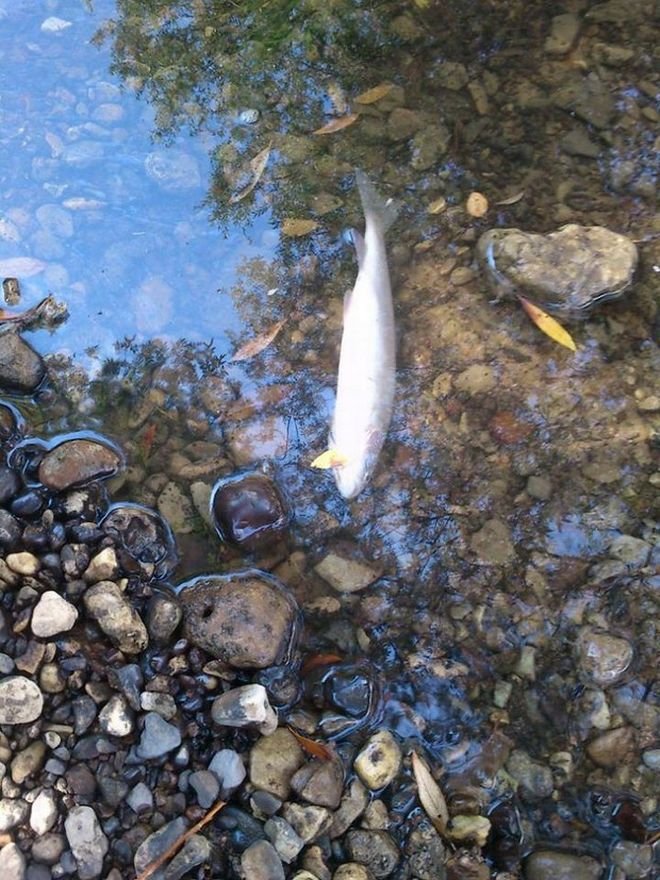 Άλλαξαν τη ροή του Ασωπού για να ποτίσουν τα περιβόλια και προκάλεσαν ανυπολόγιστη ζημιά [εικόνες] | iefimerida.gr 2