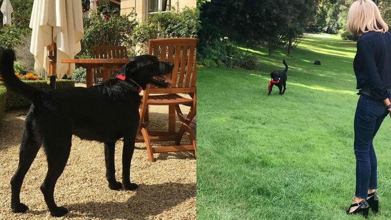 Το ζεύγος Μακρόν υιοθέτησε μόλις έναν σκύλο, με το όνομα Νέμο [εικόνα] | iefimerida.gr 1