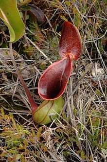 Φωσφοριζέ μανιτάρια και φυτό - τουαλέτα βρέθηκαν στο Βόρνεο της Ασίας [εικόνες] | iefimerida.gr 6