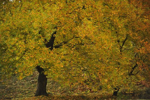 Νεραϊδοχώρι Τρικάλων: Σαν φθινοπωρινό σκηνικό βγαλμένο από παραμύθι άλλης εποχής [εικόνες] | iefimerida.gr 2