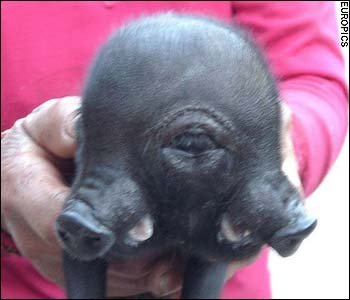 Γουρουνάκι γεννήθηκε με 2 μουσούδες και 3 μάτια [εικόνες]  | iefimerida.gr 0