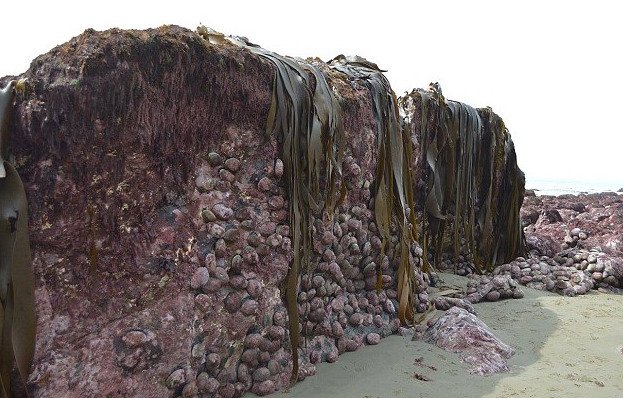 Απίστευτο: Ο βυθός της θάλασσας υψώθηκε κατά 2 μέτρα μετά τον σεισμό στη Ν. Ζηλανδία! [εικόνες] | iefimerida.gr 3