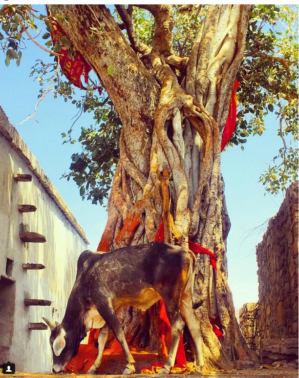 Ευγενία Νιάρχου -Mια κληρονόμος ταξιδεύει στην Ινδία... [εικόνες] | iefimerida.gr 5